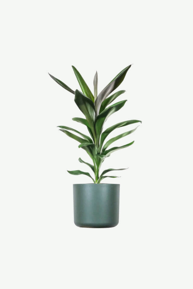 plants-ecommerce-product-featured-img-20 plants ecommerce product featured img 20